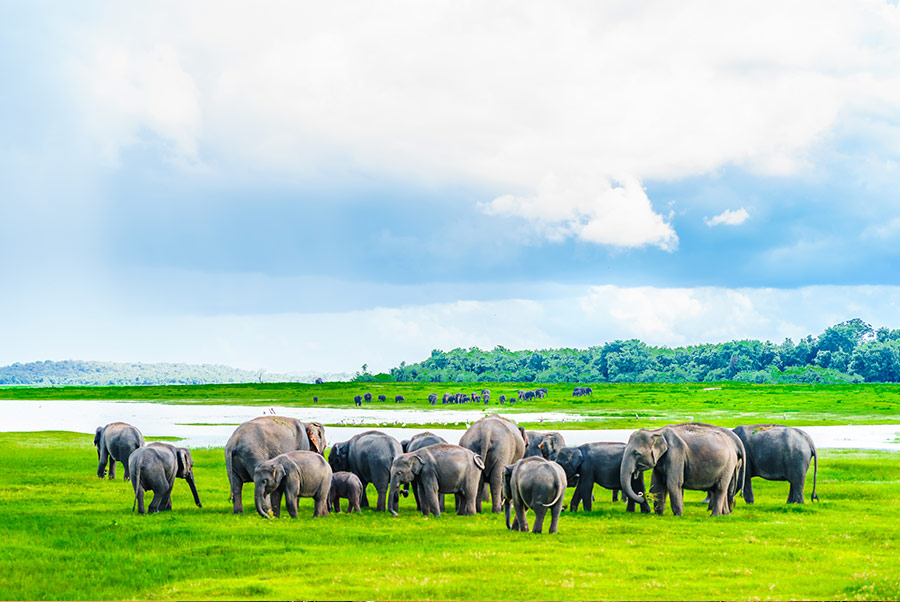 Kaudulla National Park