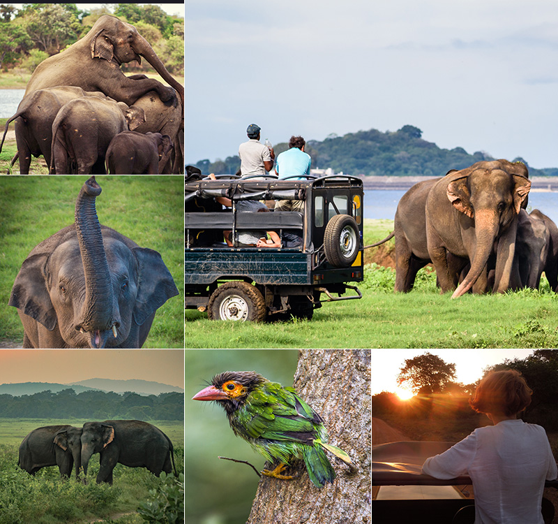 Minneriya National Park